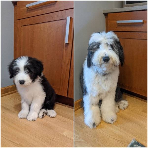 Dogs Grow Up So Fast!