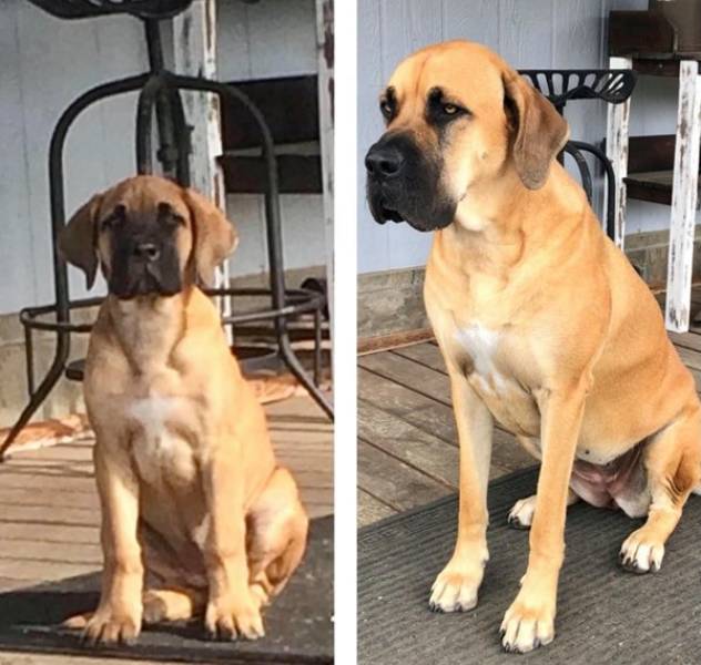 Dogs Grow Up So Fast!