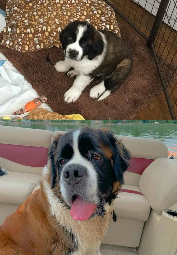 Dogs Grow Up So Fast!