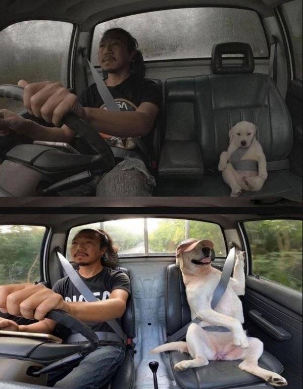 Dogs Grow Up So Fast!