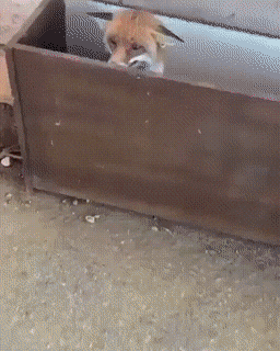 Daily Gifdump Daily Gifdump