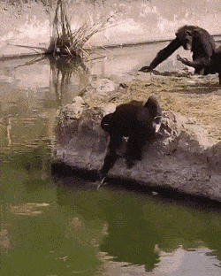 Daily Gifdump Daily Gifdump