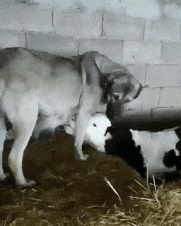 Daily Gifdump Daily Gifdump