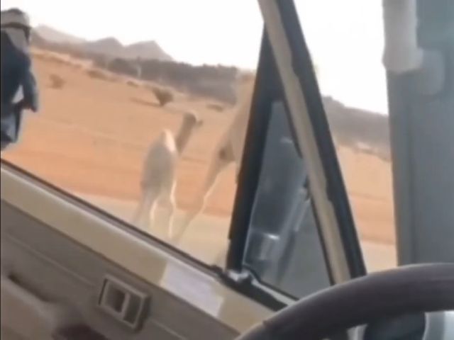 Getting A Camel Off The Road