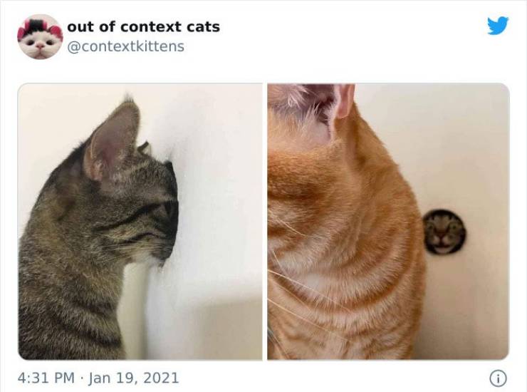 These Cats Are Out Of Context!