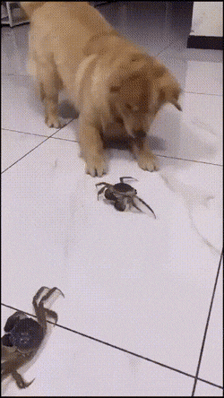 Daily Gifdump