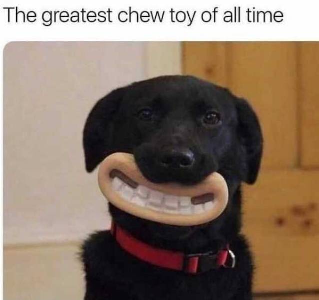 Dogs Love Memes!