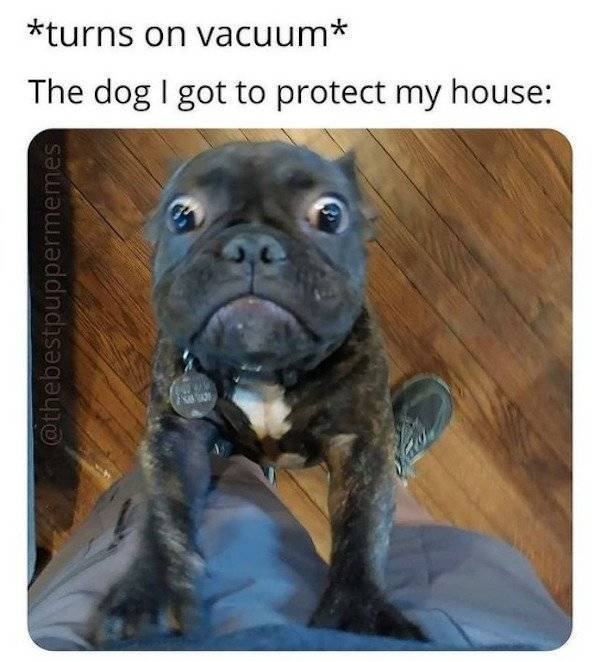 Dogs Love Memes!