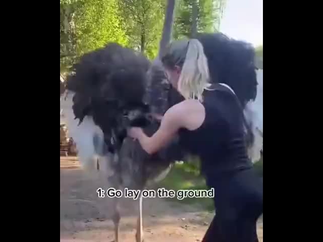 How To Dominate An Ostrich