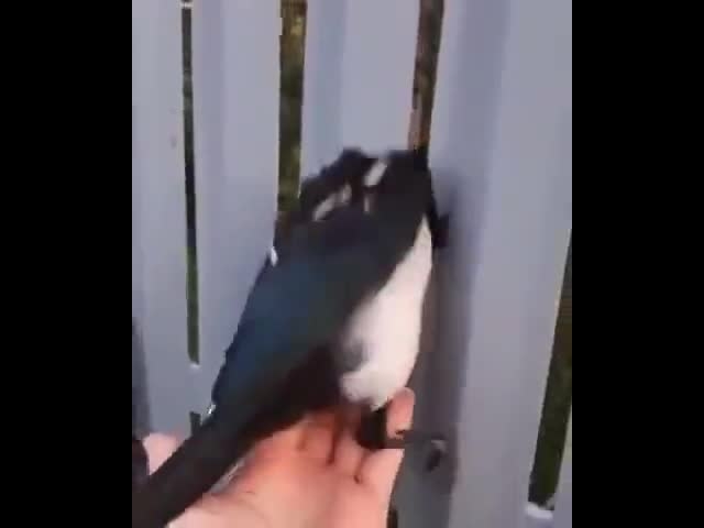 Saving The Birds