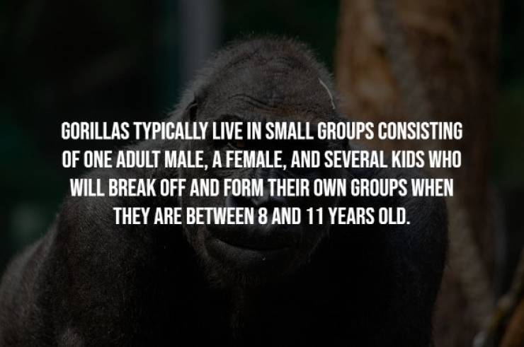 Gorillas Are Great (Apes)!