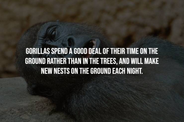 Gorillas Are Great (Apes)!
