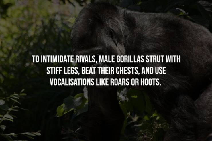 Gorillas Are Great (Apes)!