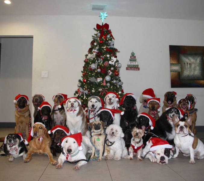 Perfect Group Photos Of Dogs Are Not Impossible!