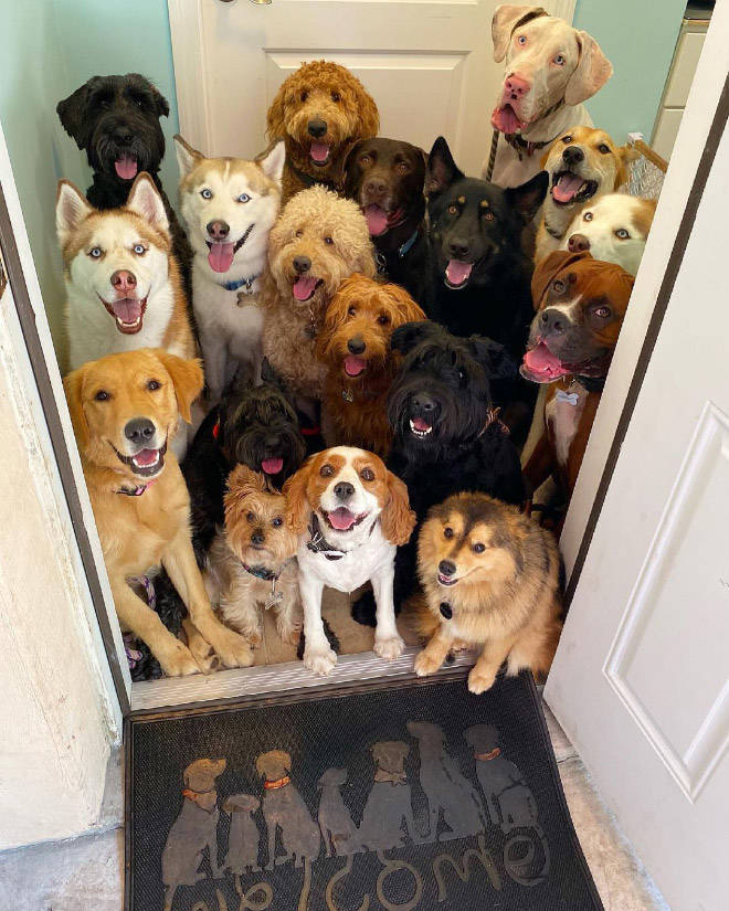 Perfect Group Photos Of Dogs Are Not Impossible!