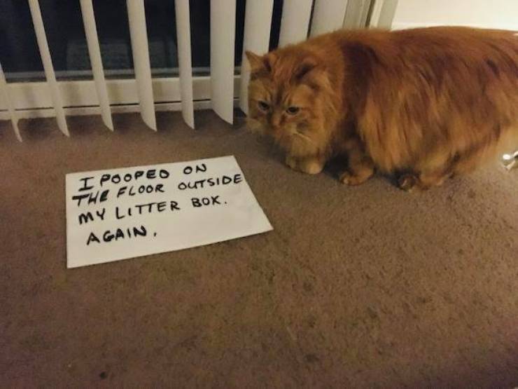 Shame, Pets! Shame!