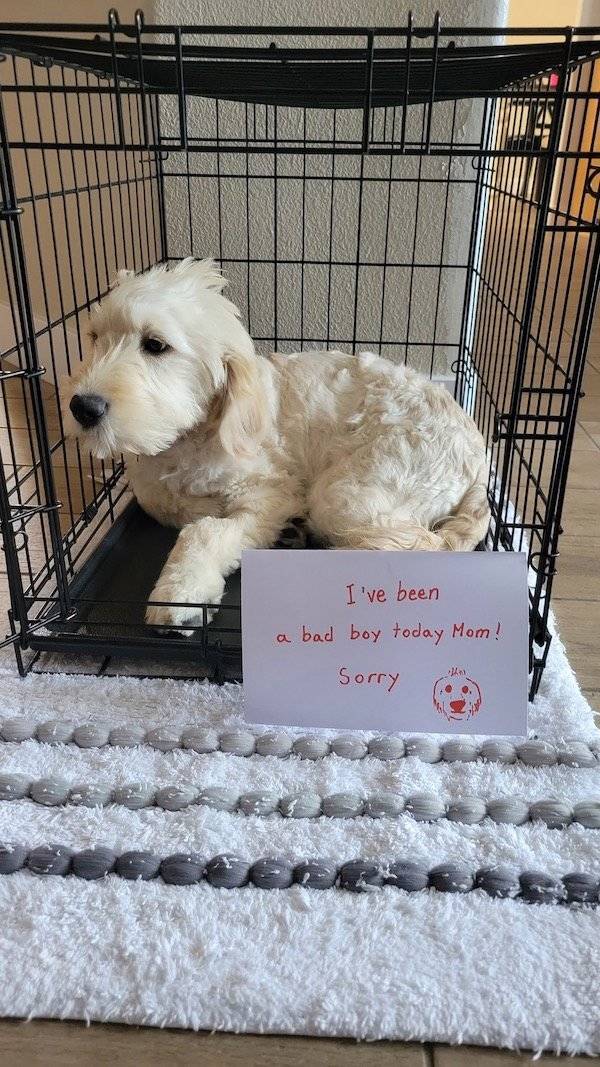 Shame, Pets! Shame!