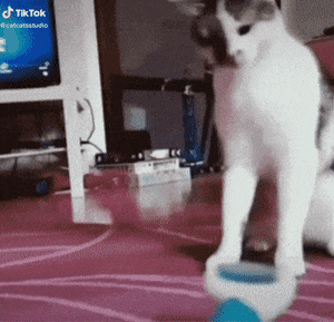 Morning Gifdump Morning Gifdump