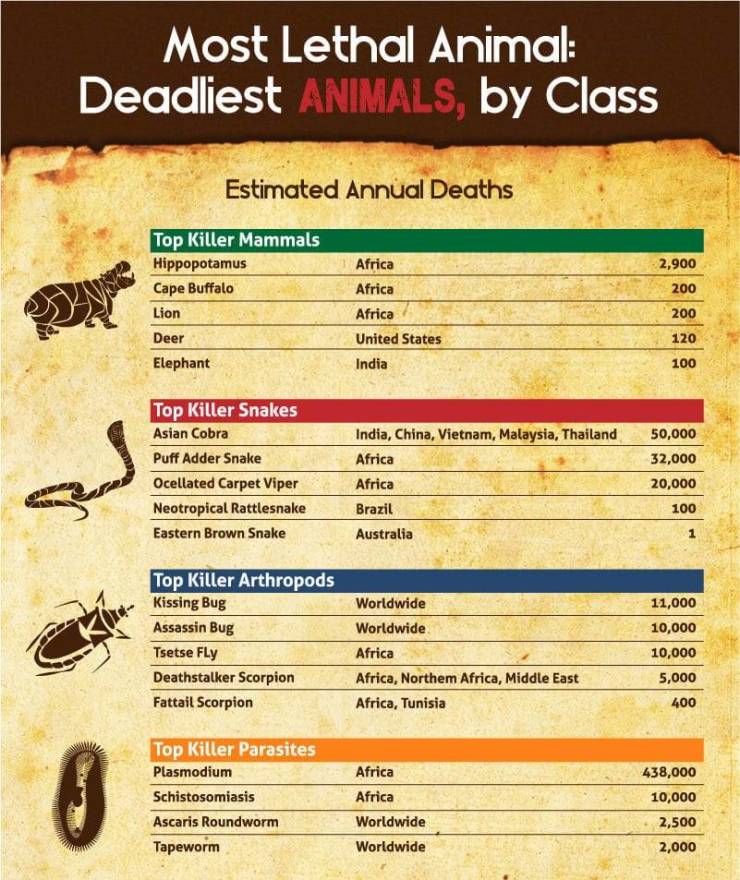 The Deadliest Animals Around The World