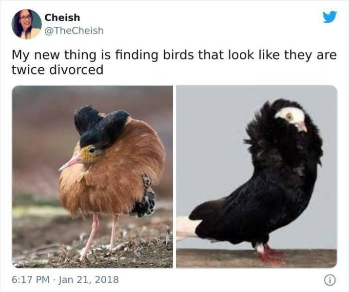 Let’s Fly With These Bird Memes!