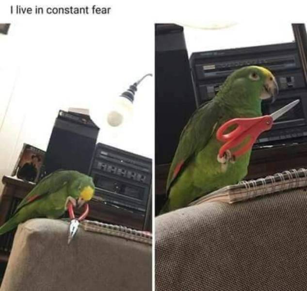 Let’s Fly With These Bird Memes!