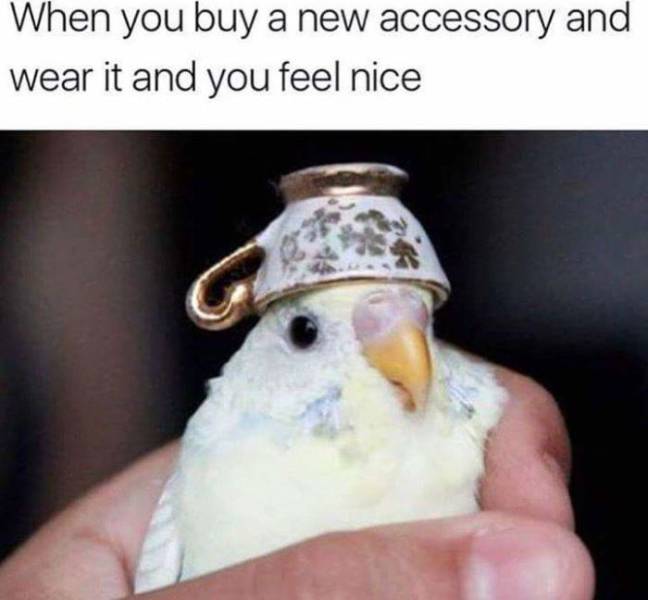 Let’s Fly With These Bird Memes!