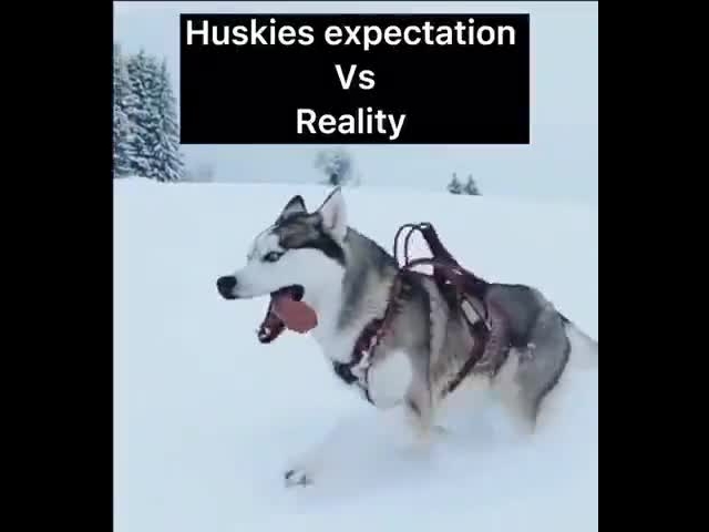 Huskies…