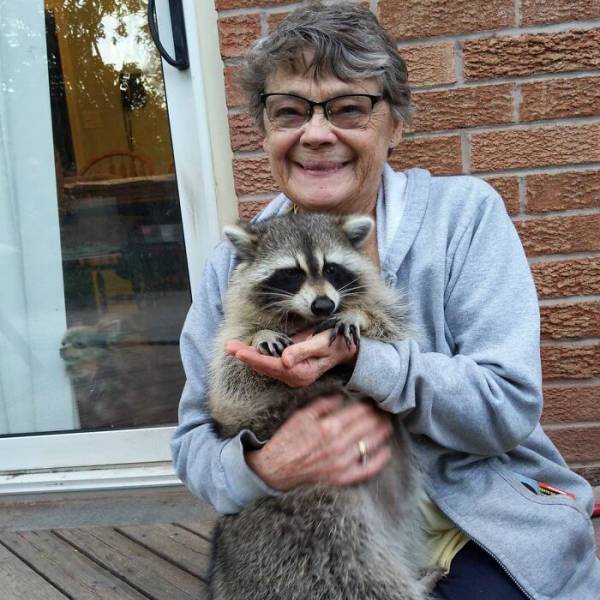 Raccoon Keeps Coming Back To The Family That Saved His Life