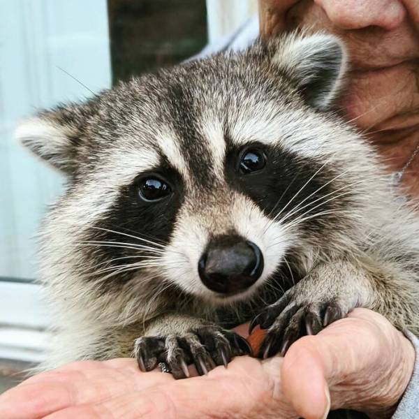 Raccoon Keeps Coming Back To The Family That Saved His Life