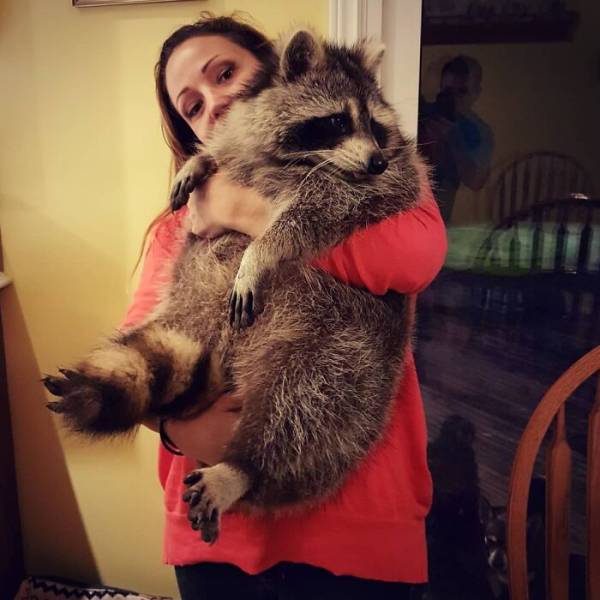 Raccoon Keeps Coming Back To The Family That Saved His Life