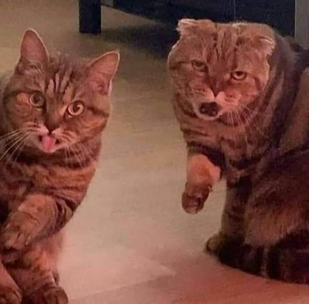 Cats With Derp Mode On