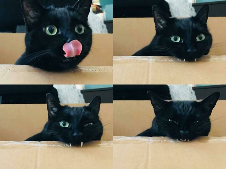 Cats With Derp Mode On