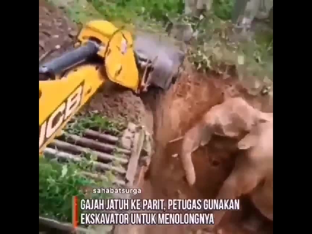Rescue Of An Elephant