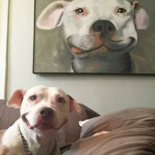 These Dogs Are Too Derpy!