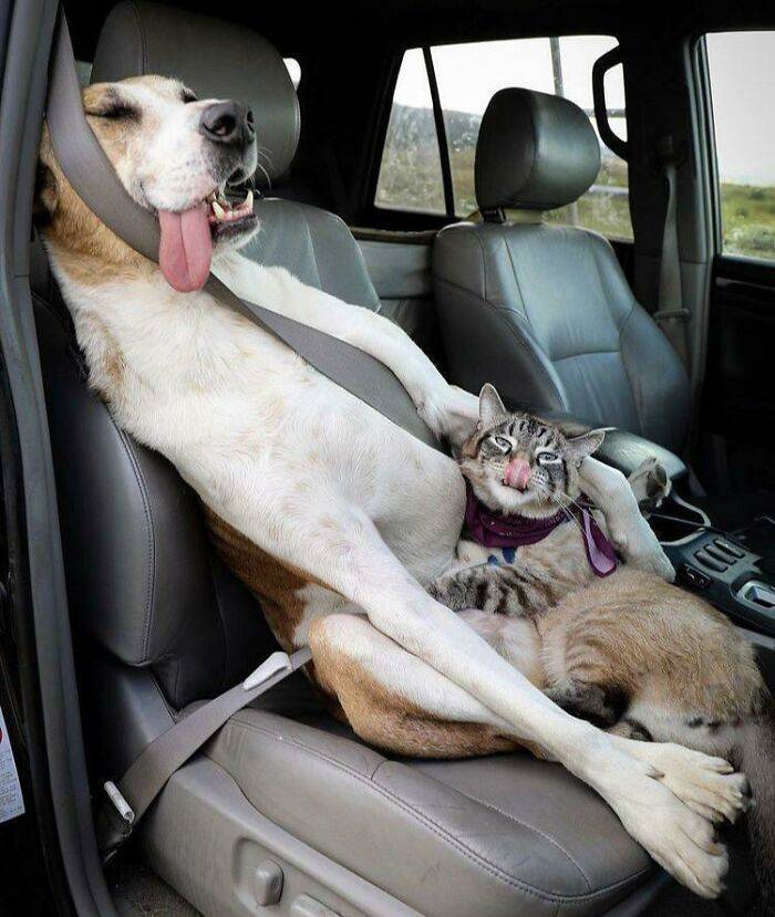 These Dogs Are Too Derpy!