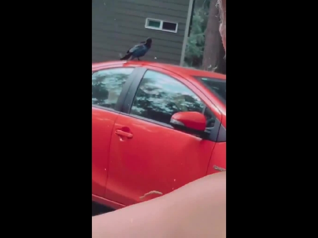 Befriending A Crow