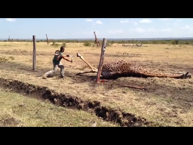 Saving A Giraffe