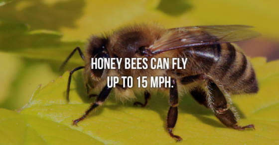 Honey Bees Are Magnificent!