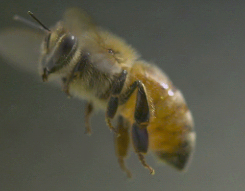 Honey Bees Are Magnificent!