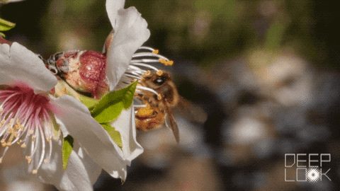 Honey Bees Are Magnificent!