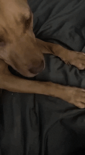 Daily Gifdump Daily Gifdump