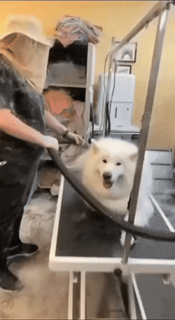 Daily Gifdump Daily Gifdump