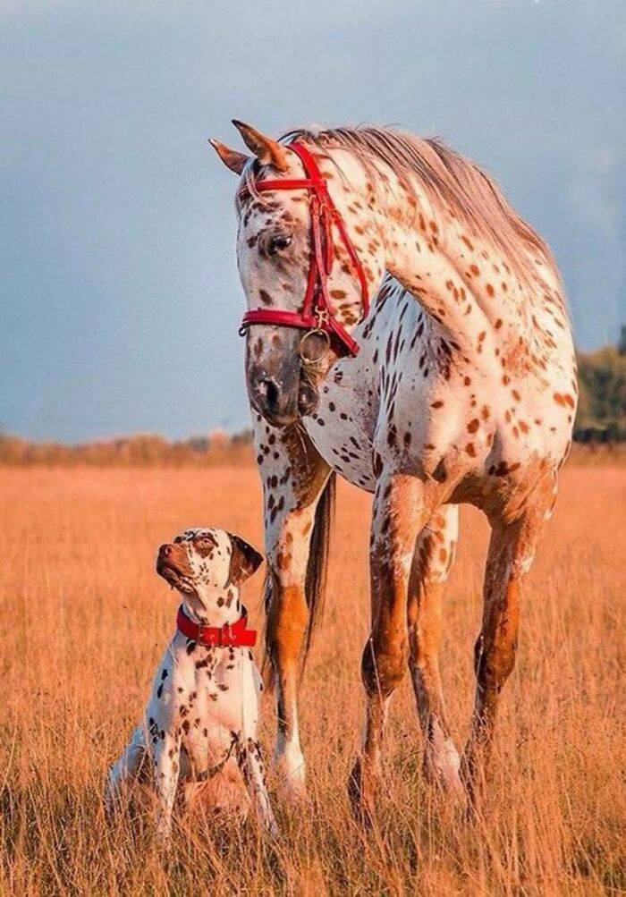 Animals Have Doppelgangers Too!