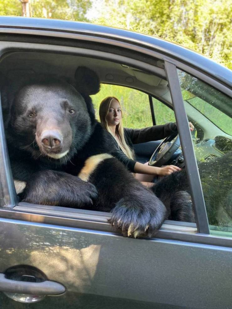 Nothing To See Here, Just A Pet Bear…