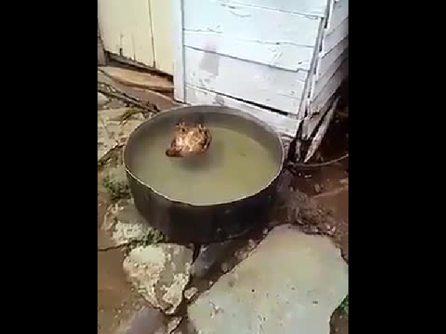Chicken Bath