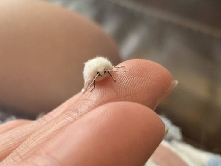 So Small, So Cute!