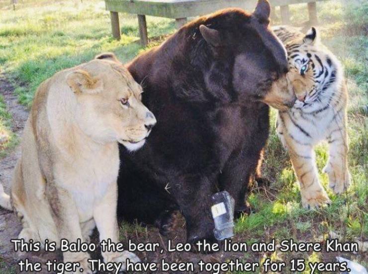 Morning Picdump Morning Picdump