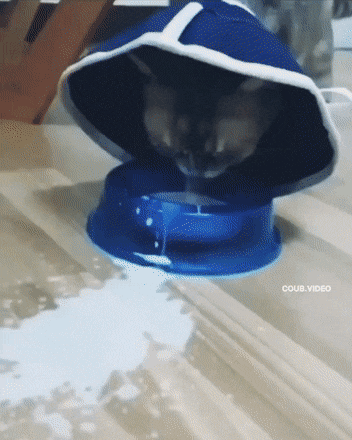 Daily Gifdump