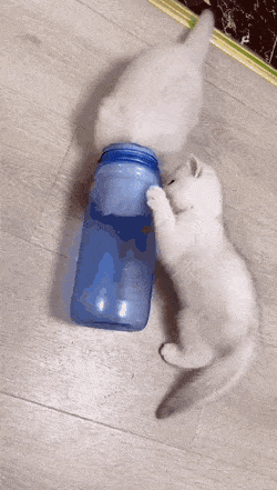 Daily Gifdump