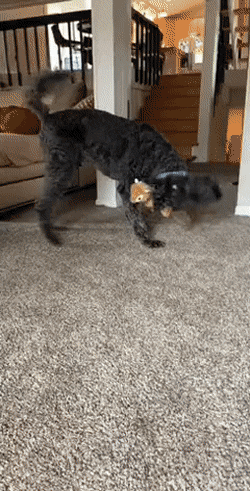 Morning Gifdump